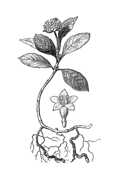 Ipecacuanha (Cephaelis Ipecacuanha)