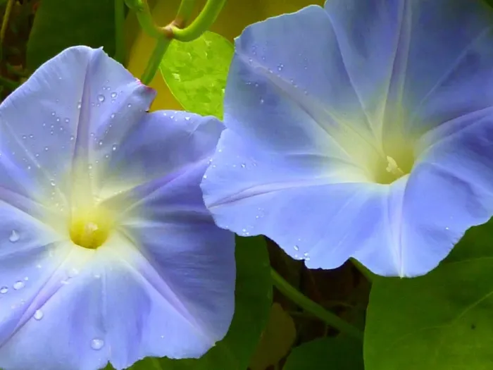 Framed Print : Ipomoea purpurea - morning glory Framed Print : Ipomoea purpurea - morning glory