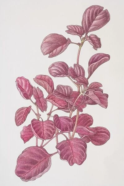 Iresine herbstii, Beefsteak Plant or Bloodleaf, front view
