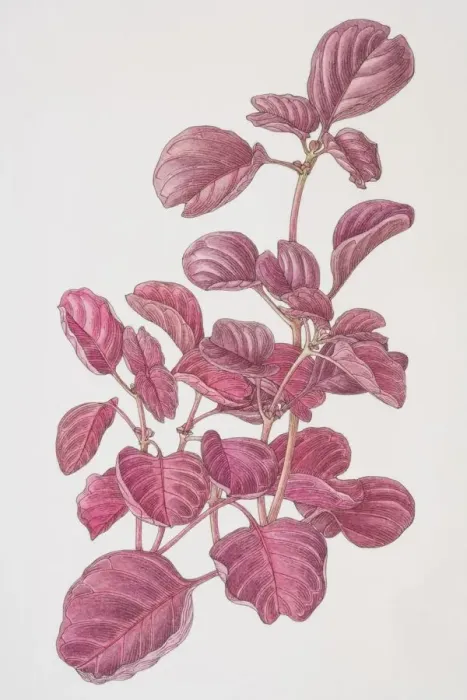 Framed Print : Iresine herbstii, Beefsteak Plant or Bloodleaf, front view Framed Print : Iresine herbstii, Beefsteak Plant or Bloodleaf, front view