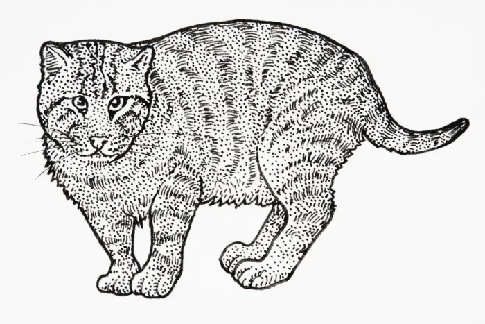 Framed Print : Iriomote Cat (Prionailurus bengalensis iriomotensis or Felis bengalensis iriomotensis or Mayailurus iriomotensis), standing Framed Print : Iriomote Cat (Prionailurus bengalensis iriomotensis or Felis bengalensis iriomotensis or Mayailurus iriomotensis), standing
