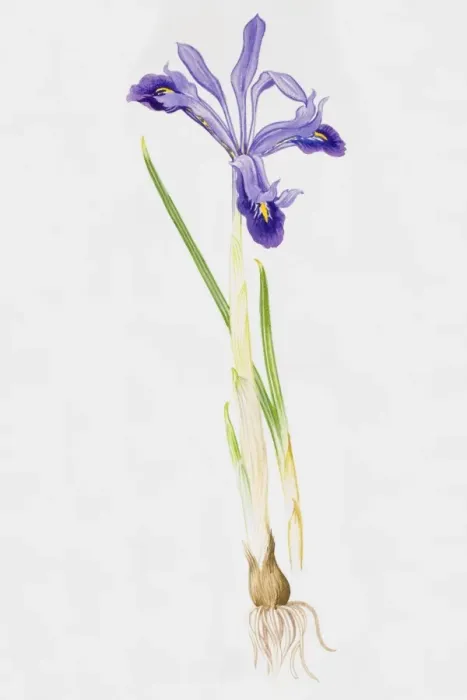 Framed Print : Iris Framed Print : Iris