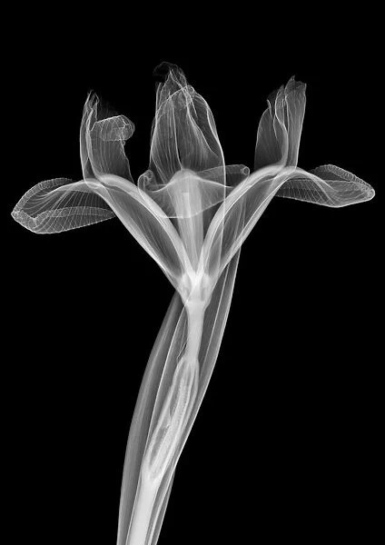 Iris flower, X-ray