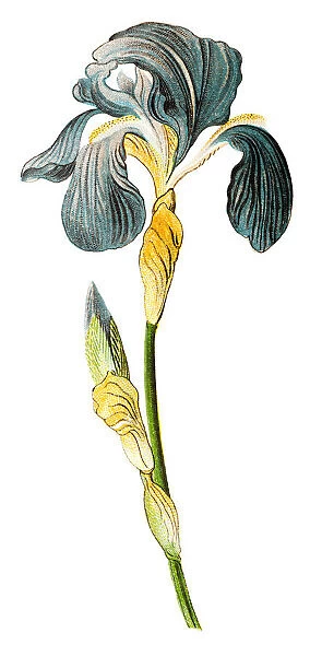 Iris germanica, bearded iris, german iris