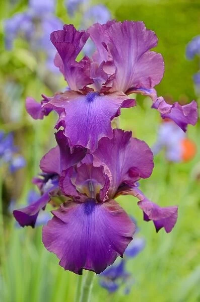 Iris -Iris barbata elatior, Hybrid-, purple flowers, in flower bed
