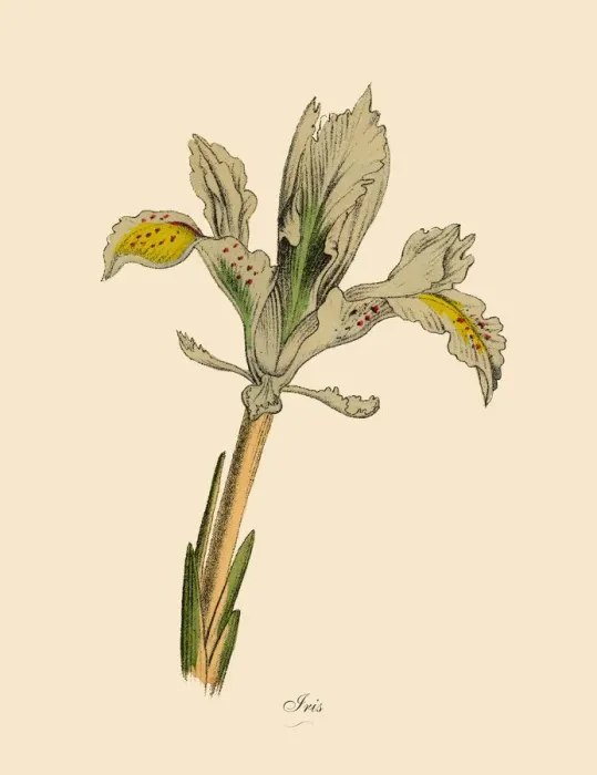 Framed Print : Iris Plants, Victorian Botanical Illustration Framed Print : Iris Plants, Victorian Botanical Illustration