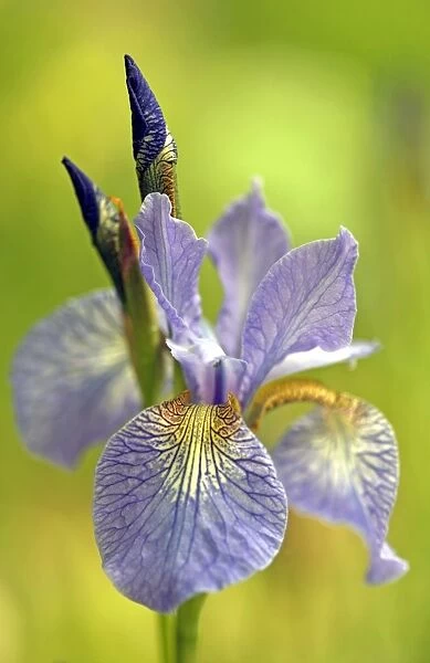 Iris sibirica at The Eden Project