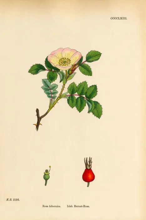 Framed Print : Irish Burnet-Rose, rosa hibernica, Victorian Botanical Illustration, 1863 Framed Print : Irish Burnet-Rose, rosa hibernica, Victorian Botanical Illustration, 1863