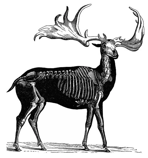 Irish Elk. Antique illustration of Irish Elk
