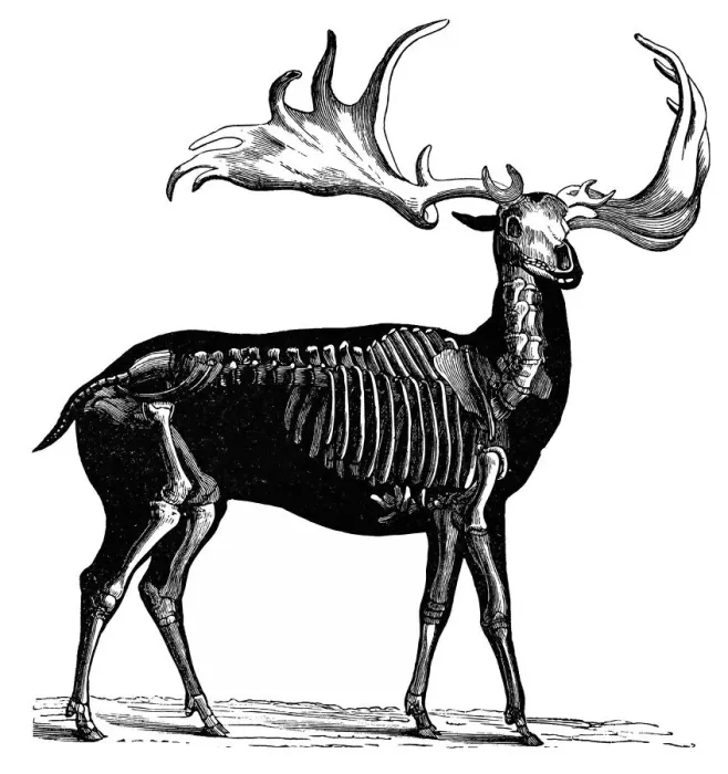Framed Print : Irish Elk. Antique illustration of Irish Elk Framed Print : Irish Elk. Antique illustration of Irish Elk