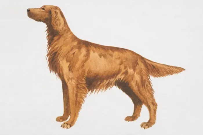 Framed Print : Irish Setter (canis familiaris), side view Framed Print : Irish Setter (canis familiaris), side view