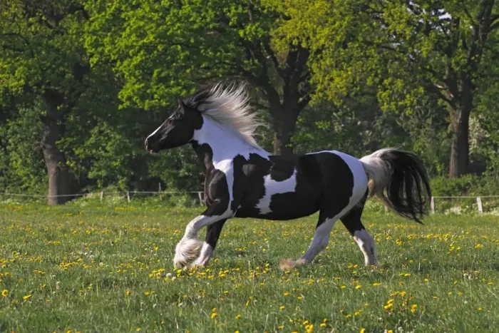 Framed Print : Irish Tinker horse -Equus przewalskii f. caballus-, mare running Framed Print : Irish Tinker horse -Equus przewalskii f. caballus-, mare running