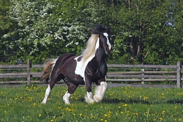 Irish Tinker horse -Equus przewalskii f. caballus-, mare