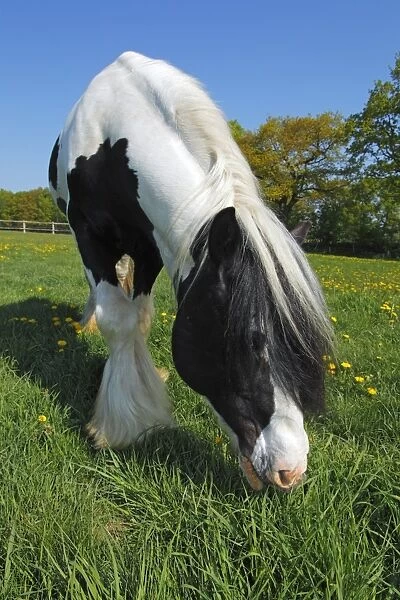 Irish Tinker horse -Equus przewalskii f. caballus-, stallion