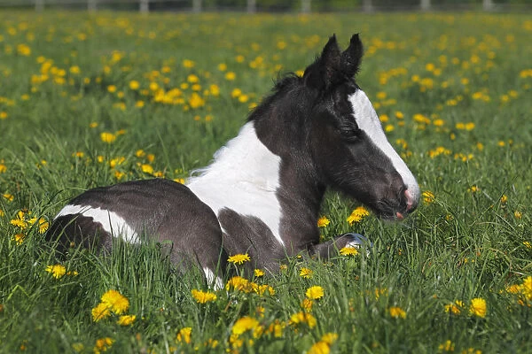 Irish Tinker horse -Equus przewalskii f. caballus-, foal