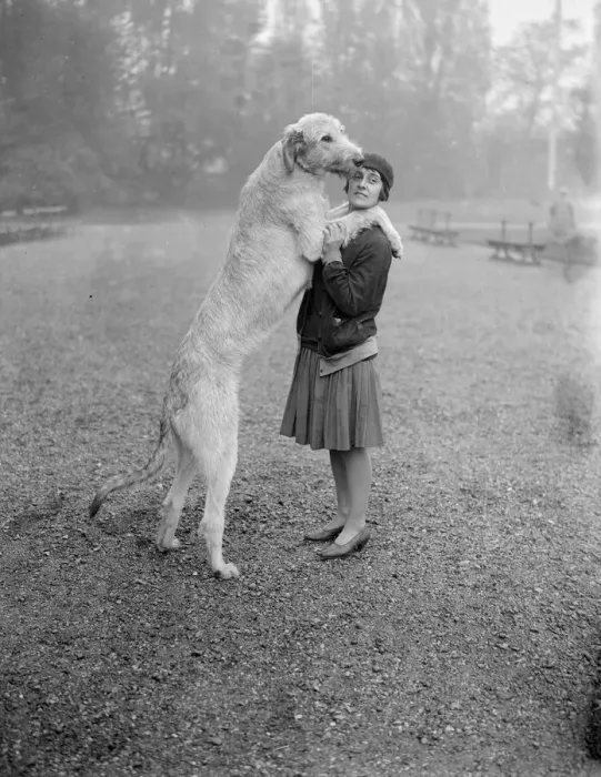 Framed Print : Irish Wolfhound