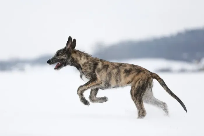 Framed Print : Irish Wolfhound, puppy, 3 months, brindled, running in the snow, Germany Framed Print : Irish Wolfhound, puppy, 3 months, brindled, running in the snow, Germany