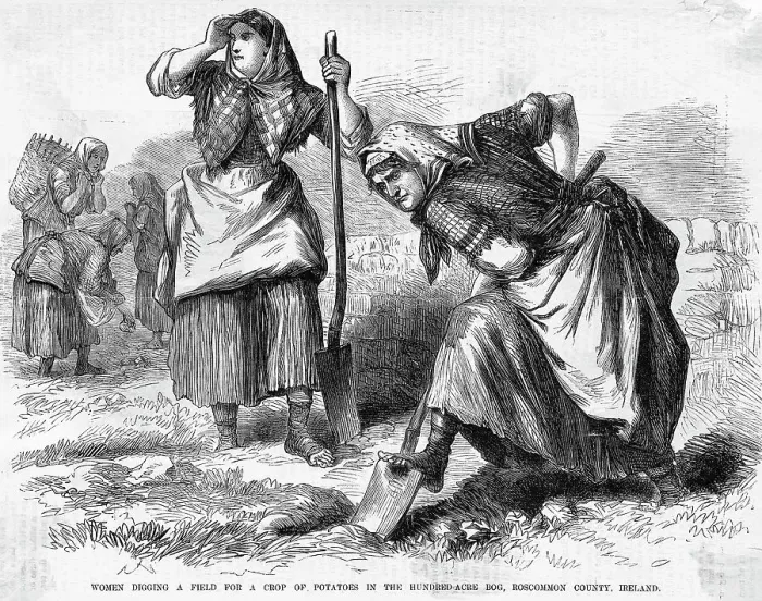 Framed Print : Irish Women Digging Up Potatoes Framed Print : Irish Women Digging Up Potatoes