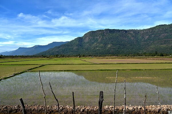 Irrigated Paddy field Champasak Laos