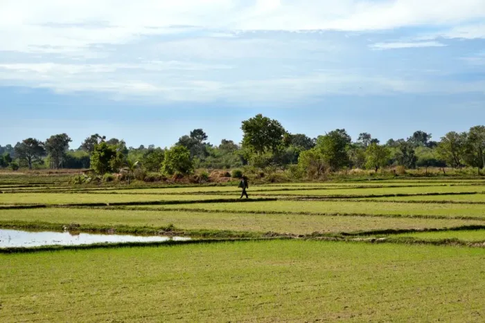 Framed Print : Irrigated Paddy field Champasak Laos Framed Print : Irrigated Paddy field Champasak Laos