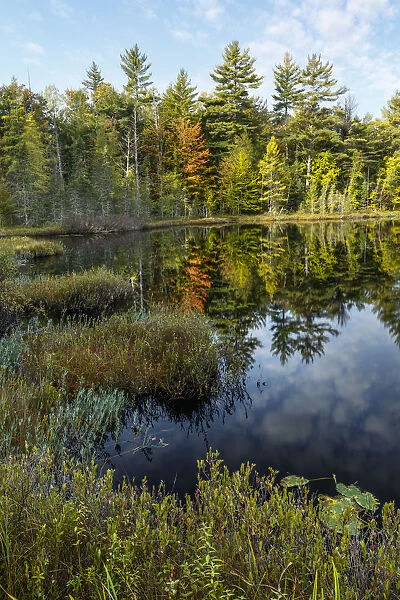 Irwin Lake and bog, Hiawatha National Forest, Upper Peninsula of Michigan, USA