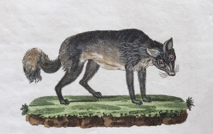 Framed Print : Isatis (Canis lagopus), hand-coloured copperplate engraving from Friedrich Justin Framed Print : Isatis (Canis lagopus), hand-coloured copperplate engraving from Friedrich Justin