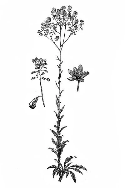 Isatis tinctoria (woad or glastum)