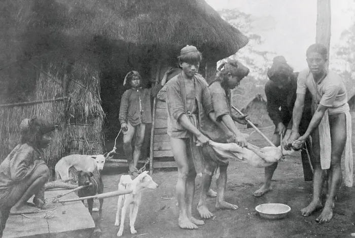 Framed Print : Islanders Preparing Dog for Feast Framed Print : Islanders Preparing Dog for Feast