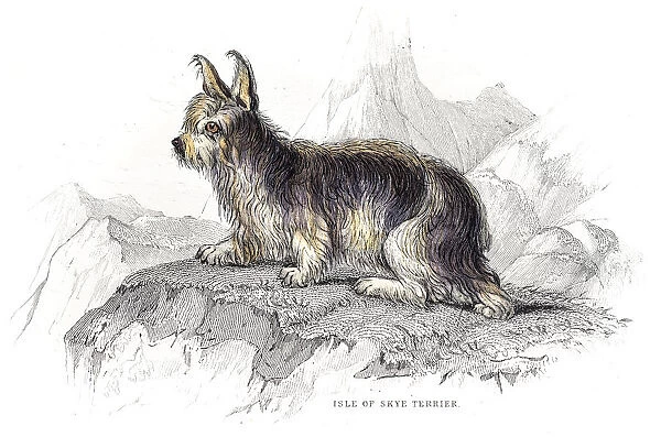 Isle of Skie Terrier engraving