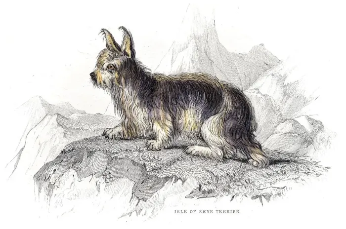 Framed Print : Isle of Skie Terrier engraving Framed Print : Isle of Skie Terrier engraving