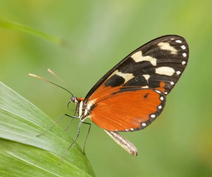 Framed Print : Ismenius Tiger or Tiger Heliconian -Heliconius ismenius-, captive, Thuringia, Germany