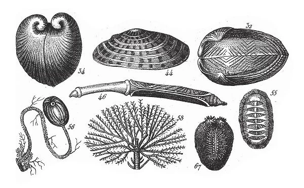 Isocardia Corallina, Representatives of the Phyla Mollusca, Echindermata, Ctenophora