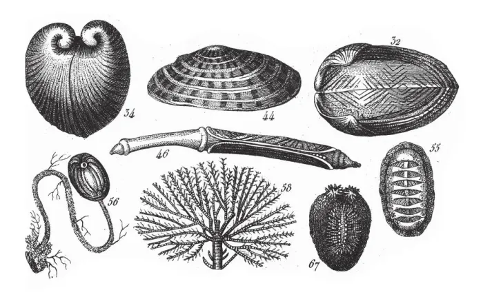 Framed Print : Isocardia Corallina, Representatives of the Phyla Mollusca, Echindermata, Ctenophora Framed Print : Isocardia Corallina, Representatives of the Phyla Mollusca, Echindermata, Ctenophora