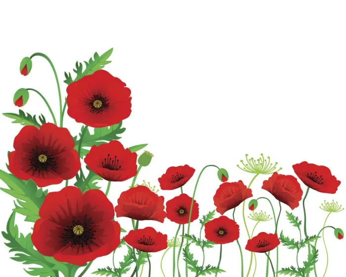 Framed Print : Isolated Poppy Framed Print : Isolated Poppy