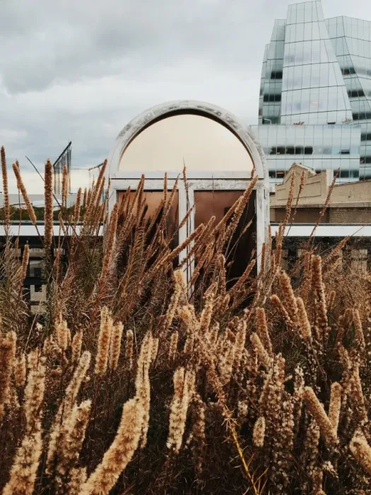 Framed Print : Isolated window surrounded by dry plants in New York City, USA Framed Print : Isolated window surrounded by dry plants in New York City, USA