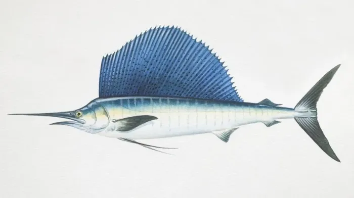Framed Print : Istiophorus platypterus, sailfish, side view Framed Print : Istiophorus platypterus, sailfish, side view