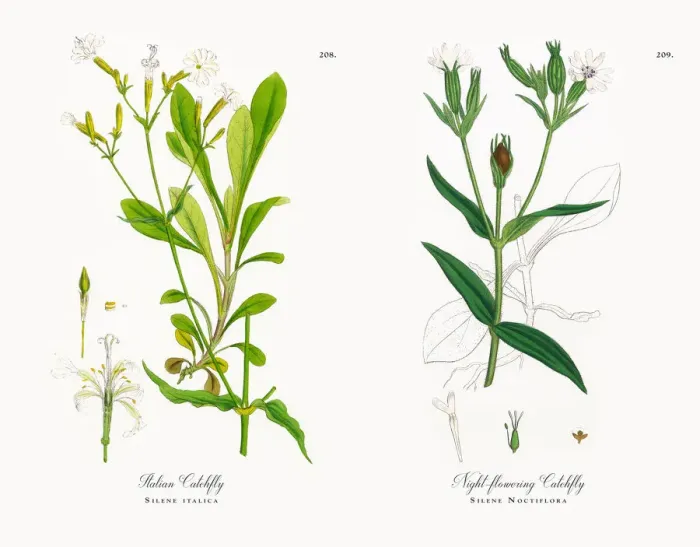 Framed Print : Italian Catchfly, Silene italica, Victorian Botanical Illustration, 1863 Framed Print : Italian Catchfly, Silene italica, Victorian Botanical Illustration, 1863