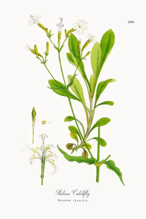 Framed Print : Italian Catchfly, Silene italica, Victorian Botanical Illustration, 1863 Framed Print : Italian Catchfly, Silene italica, Victorian Botanical Illustration, 1863