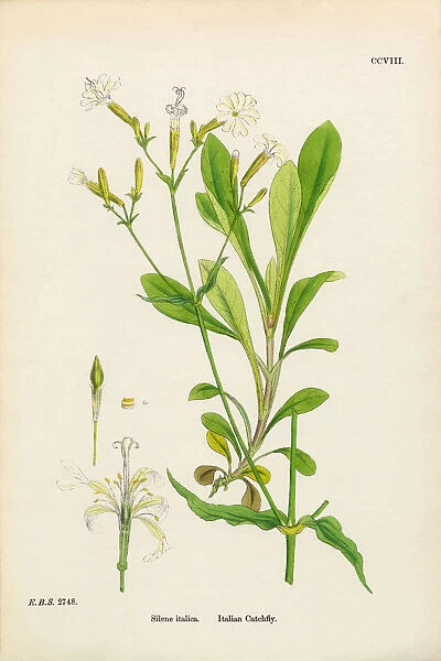 Italian Catchfly, Silene italica, Victorian Botanical Illustration, 1863