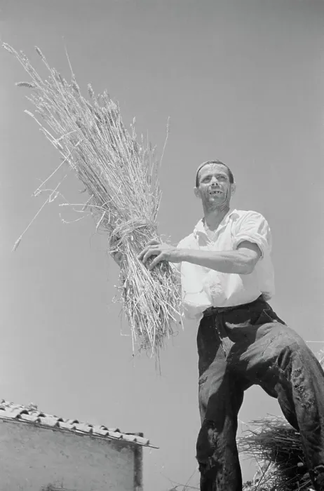 Framed Print : Italian Farmer Framed Print : Italian Farmer
