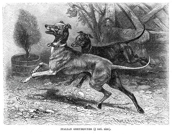 Italian greyhound dog engraving 1894