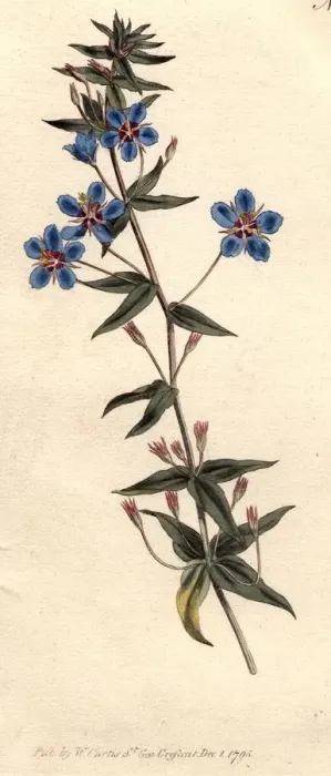Framed Print : Italian Pimpernel Framed Print : Italian Pimpernel