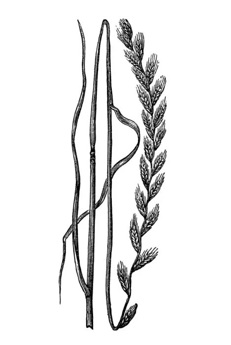 Framed Print : Italian ryegrass Framed Print : Italian ryegrass