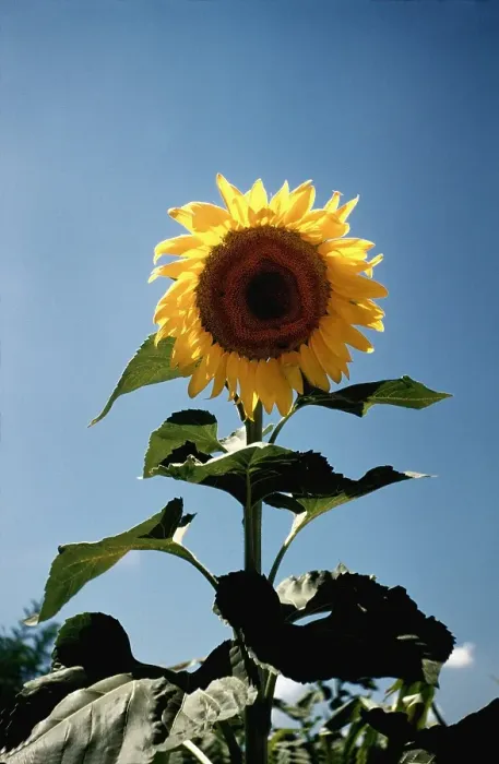 Framed Print : Italian Sunflowers Framed Print : Italian Sunflowers