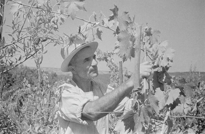 Framed Print : Italian Vine Framed Print : Italian Vine