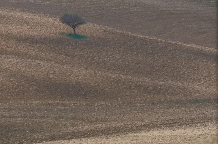 Framed Print : Italy, Tuscany, Siena, lone tree in countryside Framed Print : Italy, Tuscany, Siena, lone tree in countryside