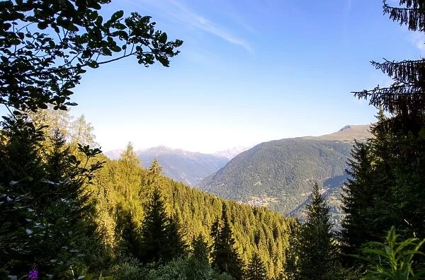 Italy, Val di Sole view from a forest