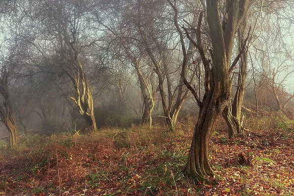 Ivinghoe Woodland Misty Morning