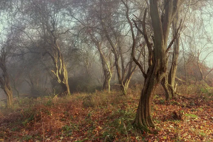 Framed Print : Ivinghoe Woodland Misty Morning Framed Print : Ivinghoe Woodland Misty Morning
