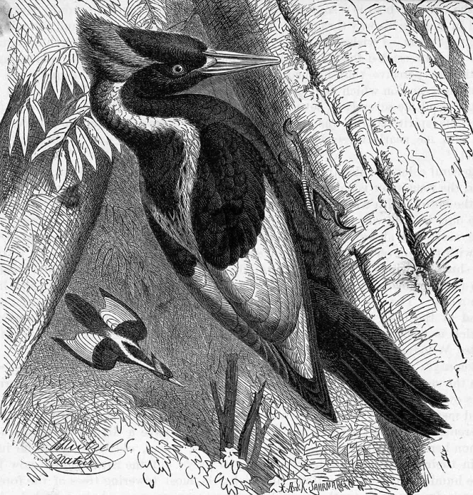 Framed Print : Ivory Billed Woodpecker Framed Print : Ivory Billed Woodpecker